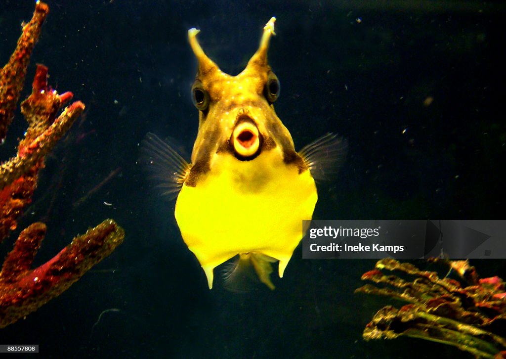 Yellow cowfish