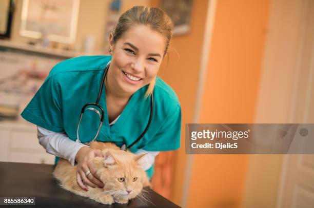 schöne weibliche tierarzt untersuchen eine junge maine coon katze. - veterinary stock-fotos und bilder