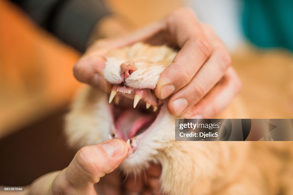 Dierenarts controle van jonge mannelijke Maine Coons tanden gezondheid.