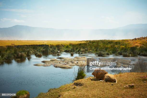 resting male lion, in side view, with hippo filled watering hole and female lion in background in ngorongoro crater, tanzania - african lion photos et images de collection