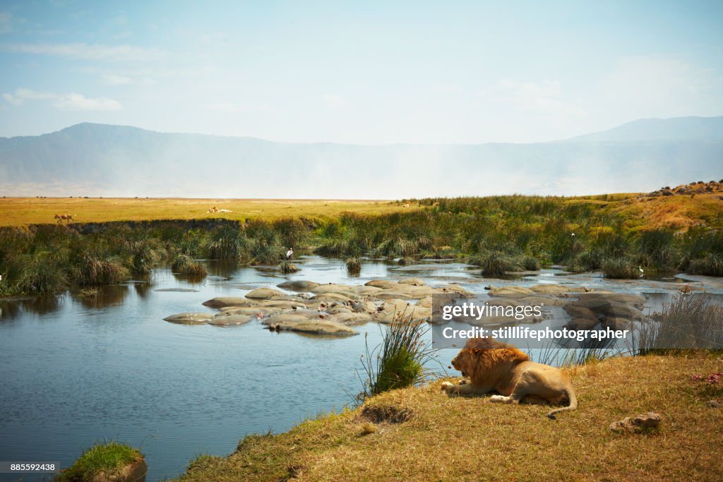 Resting male lion, in side view, with hippo filled watering hole and female lion in background in Ngorongoro Crater, Tanzania