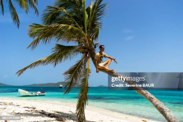 a man sitting on a coconut tree, reserve, tobago cays, saint-vincent and the grenadines, west indies - tobago cays stock pictures, royalty-free photos & images