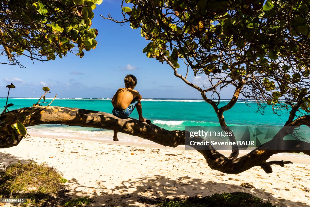 A kid on a tree looking at the sea, Capesterre, Marie-Galante, Guadeloupe, France