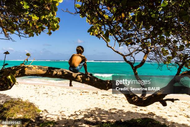 a kid on a tree looking at the sea, capesterre, marie-galante, guadeloupe, france - guadeloupe beach stock pictures, royalty-free photos & images