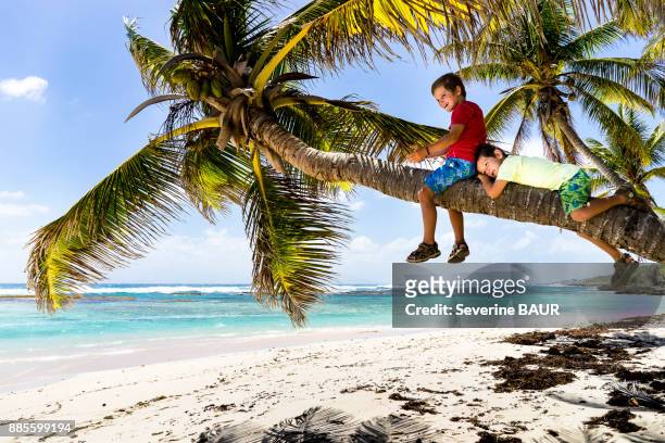 two kids on a coconut tree, la feuilleres beach, capesterre, marie-galante, guadeloupe, france - guadeloupe beach stock pictures, royalty-free photos & images