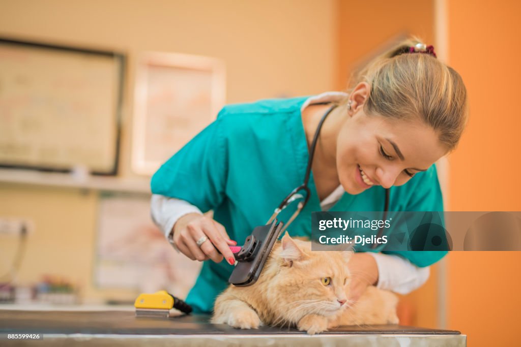Hermoso macho gato Maine Coon, recibir cuidado por un veterinario.