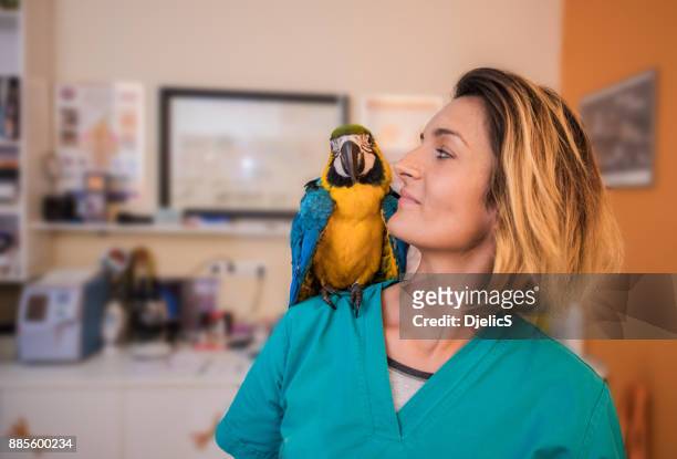 young female veterinarian with her ara friend. - animal rescue stock pictures, royalty-free photos & images