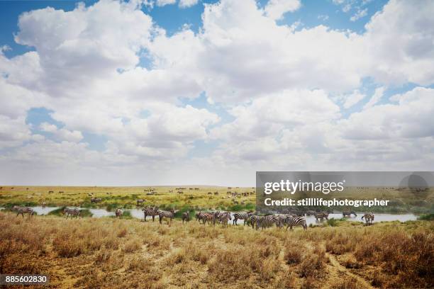 herd of zebras at watering hole on open savanna in serengeti national park, tanzania - serengeti park stockfoto's en -beelden