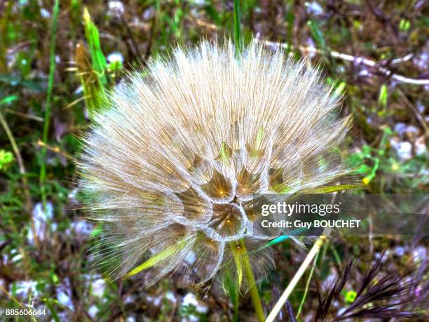 italy, apulia, province of brindisi, cisternino, pomona gardens, seed head of a dandelion - cisternino stock-fotos und bilder