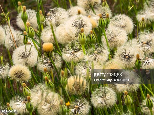 italy, apulia, province of brindisi, cisternino, pomona gardens, seed heads of dandelions - cisternino stock-fotos und bilder
