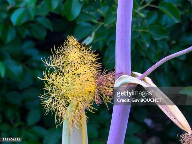 italy, apulia, province of brindisi, cisternino, pomona gardens, fennel branch and stem - cisternino stock-fotos und bilder