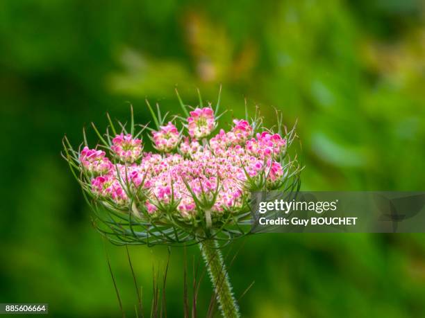 italy, apulia, province of brindisi, cisternino, pomona gardens, wild carrot flower - cisternino fotografías e imágenes de stock