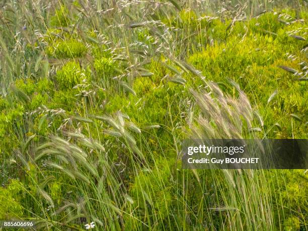 italy, apulia, province of brindisi, cisternino, pomona gardens, wild grass - cisternino fotografías e imágenes de stock