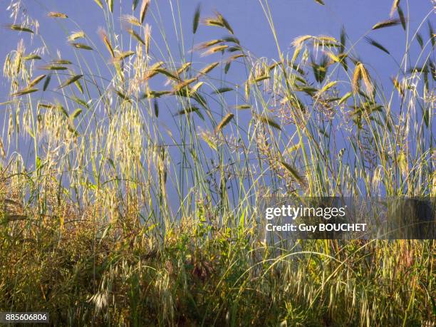 italy, apulia, province of brindisi, cisternino, pomona gardens, backlight wild grass - cisternino fotografías e imágenes de stock