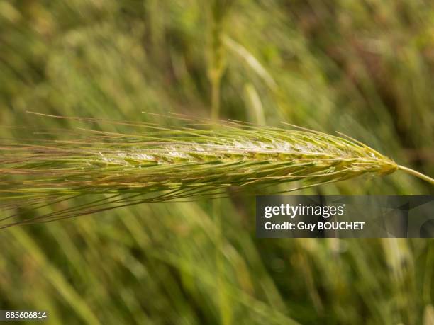 italy, apulia, province of brindisi, cisternino, pomona gardens, close-up on a cob - cisternino stock-fotos und bilder