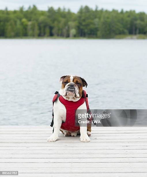 english bulldog wearing life jacket on dock - bouledogue anglais photos et images de collection