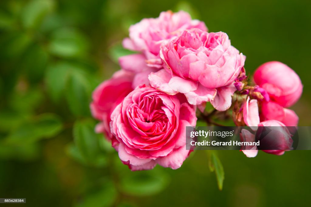 Pink peonies on branch