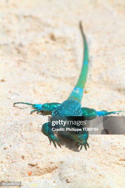 blue lizard from aruba. aruban whiptail lizard (cnemidophorus arubensis) - cnemidophorus stock pictures, royalty-free photos & images