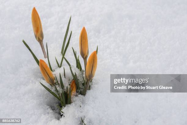 close-up of yellow crocus in snow - flower close up stock pictures, royalty-free photos & images