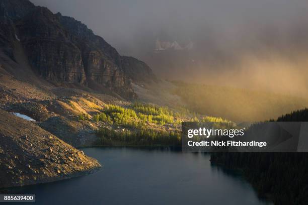 sunset light hitting some alpine larch trees, larix lyallii, beside cerulean lake, mt assiniboine provincial park, british columbia, canada - alpine larch stock pictures, royalty-free photos & images