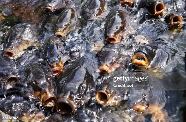 koi carp in pond, close-up, - carp imagens e fotografias de stock