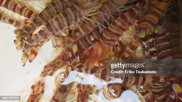marsupenaeus/kuruma shrimp/japanese tiger shrimp - tsukiji market - tsukiji outer market stock pictures, royalty-free photos & images