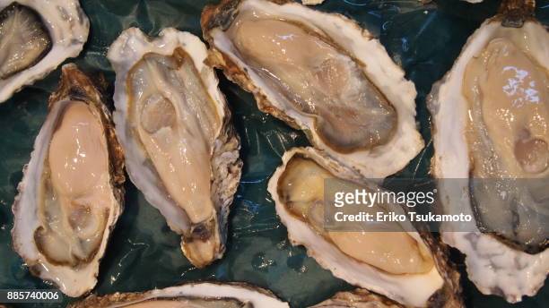 oyster - tsukiji market - tsukiji outer market stock pictures, royalty-free photos & images