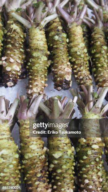 wasabi root - tsukiji market - tsukiji outer market stock pictures, royalty-free photos & images