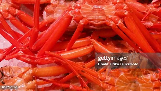 male red snow crab/beni-zuwaigani - tsukiji market - chionoecetes opilio - fotografias e filmes do acervo