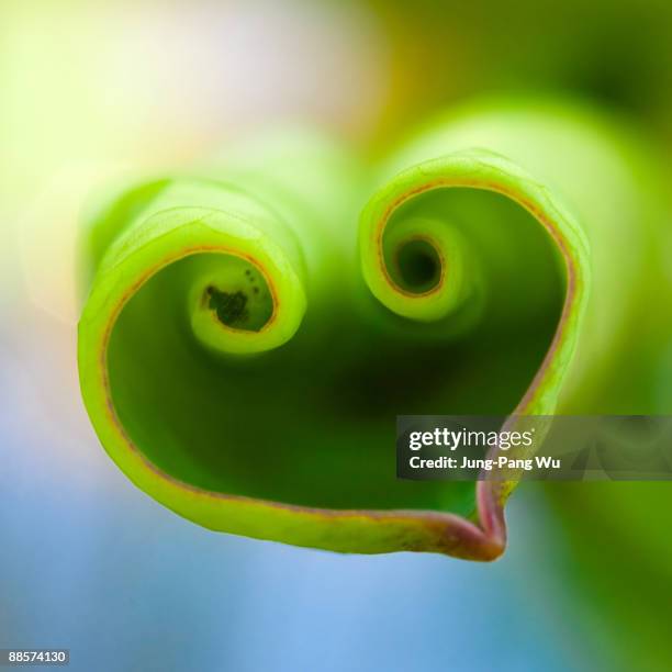 331 Lotus Flower Heart Stock Photos, High-Res Pictures, and Images