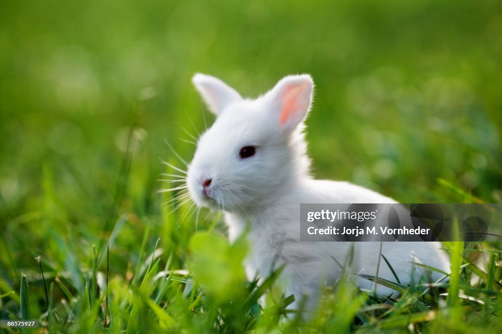 Week Old Rabbit Two Week Old Bunny High-Res Stock Photo - Getty Images