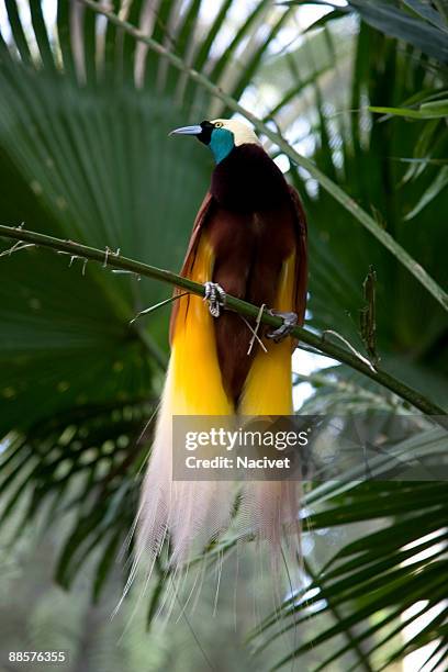 The Lesser Bird Of Paradise Looking Away, 照片檔