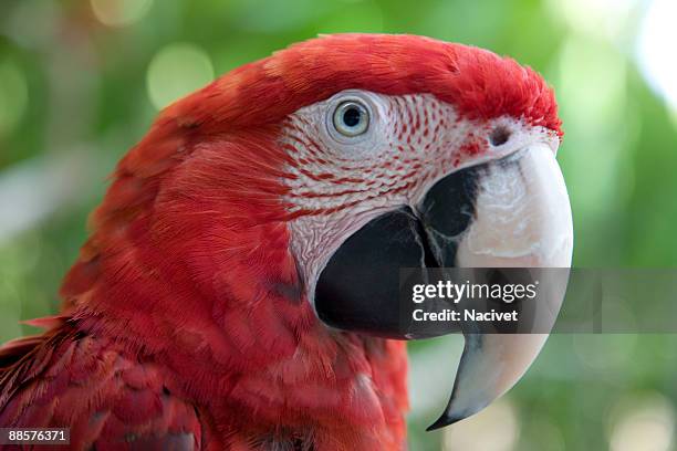 portrait of parrot head, close up - schnabel stock-fotos und bilder