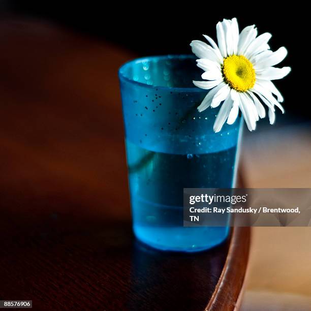 daisy in antique plastic juice cup - brentwood tennessee stock pictures, royalty-free photos & images