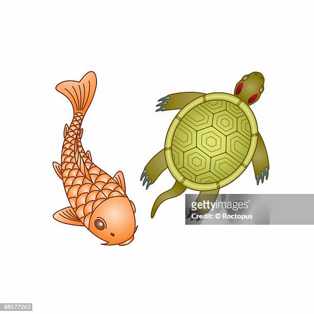 ornamental koi carp and red eared turtle - freshwater turtle stock illustrations