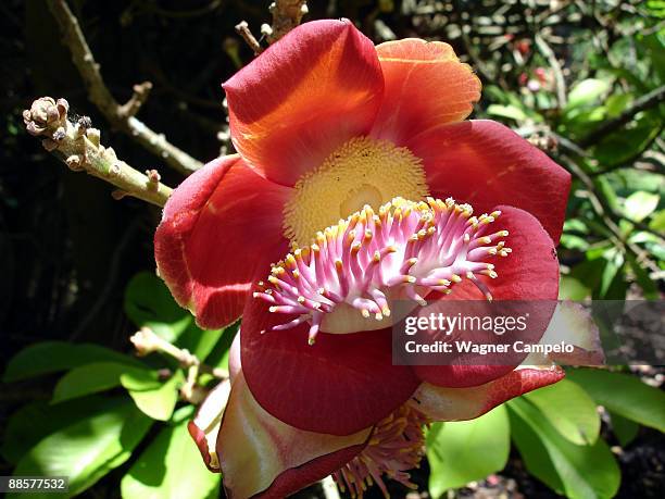 cannonball tree's flower - cannonball tree stock pictures, royalty-free photos & images