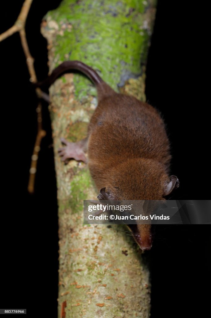 Mexican mouse opossum (Marmosa mexicana)