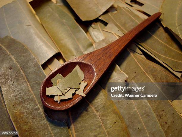 bay leaves - bayleaf stockfoto's en -beelden