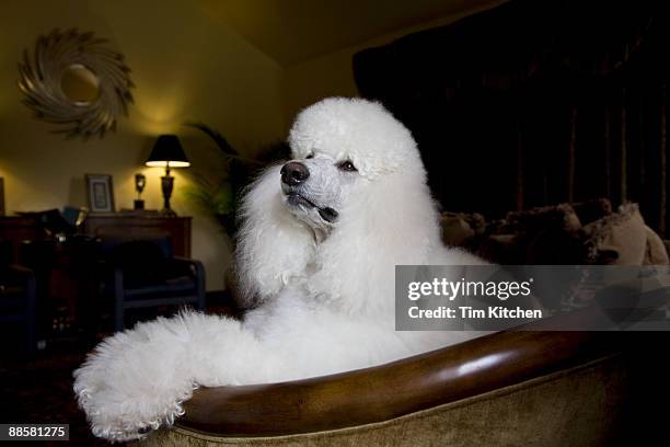 white standard poodle in chair - standard poodle foto e immagini stock