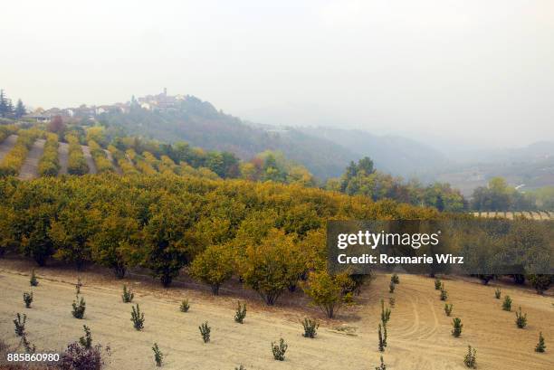 hazelnut plantations in the rolling hills of the langhe, piedmont, italy. - hazelnut meal stockfoto's en -beelden