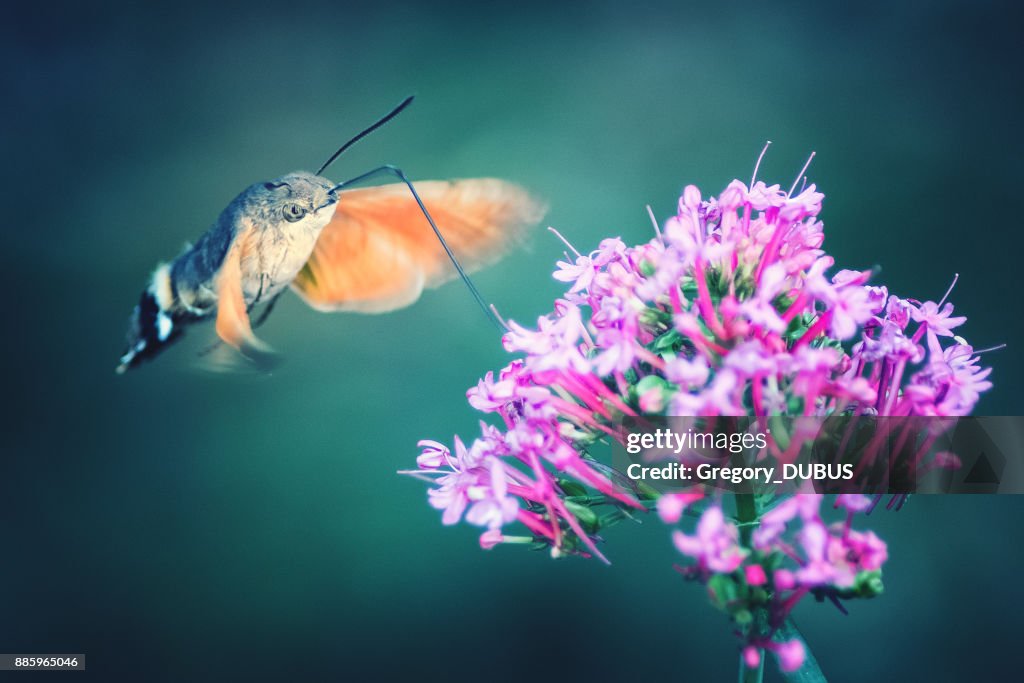 Hummingbird Hawk-moth butterfly sphinx insect flying on red valerian pink flowers in summer