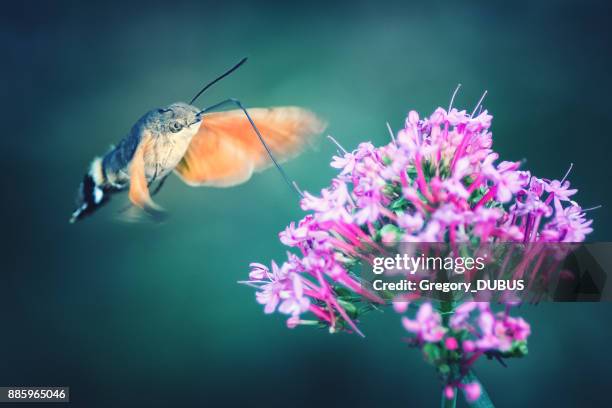 hummingbird hawk-moth butterfly sphinx insect flying on red valerian pink flowers in summer - night moth stock pictures, royalty-free photos & images