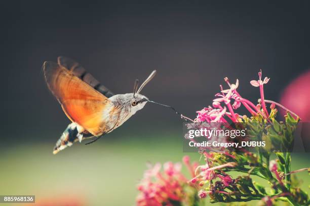 kolibrie hawk-moth vlinder sphinx insect vliegen op rode valeriaan roze bloemen in de zomer - hummingbirds stockfoto's en -beelden