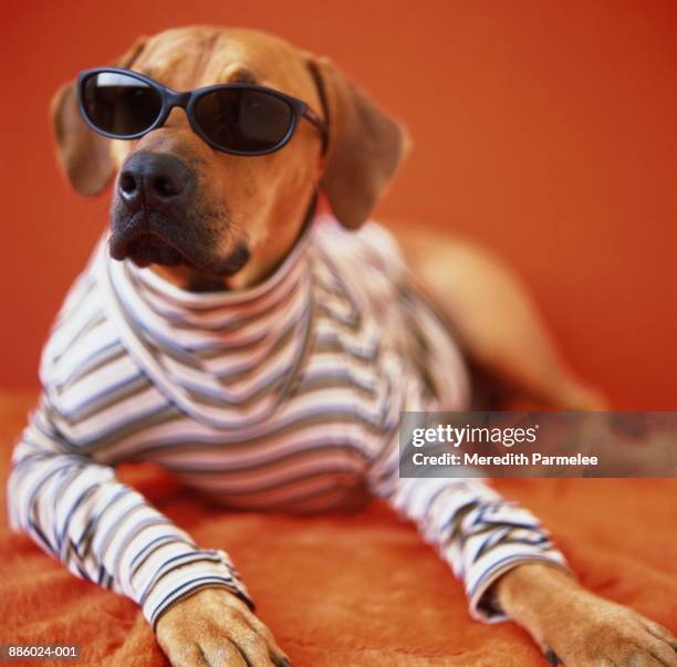 Rhodesian Ridgeback Streep Rug Meredith Parmelee Photos and Premium High Res Pictures - Getty Images