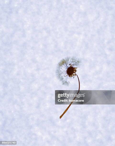 pressed plant of dandelion fluff - dandelion seed fluff stock pictures, royalty-free photos & images