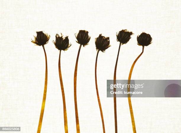 pressed plant of dandelion fluff - dandelion seed fluff stock pictures, royalty-free photos & images