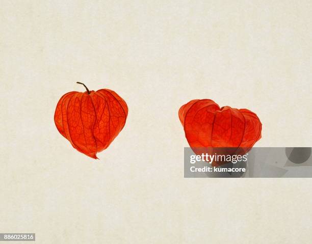 chinese lantern plant - linterna china fotografías e imágenes de stock