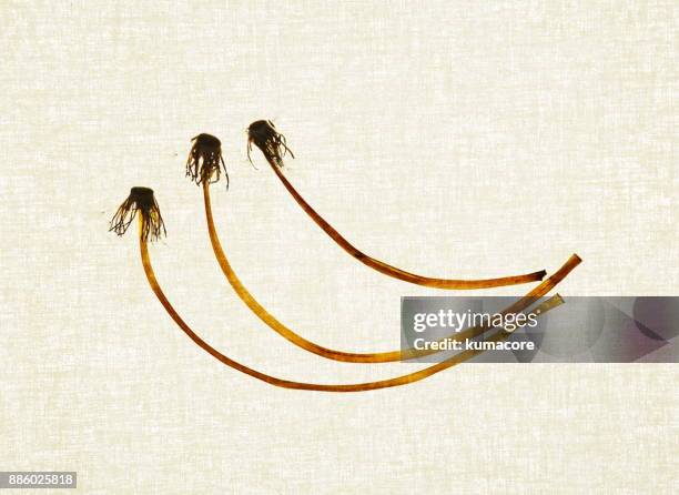 pressed plant of dandelion fluff - dandelion seed fluff stock pictures, royalty-free photos & images