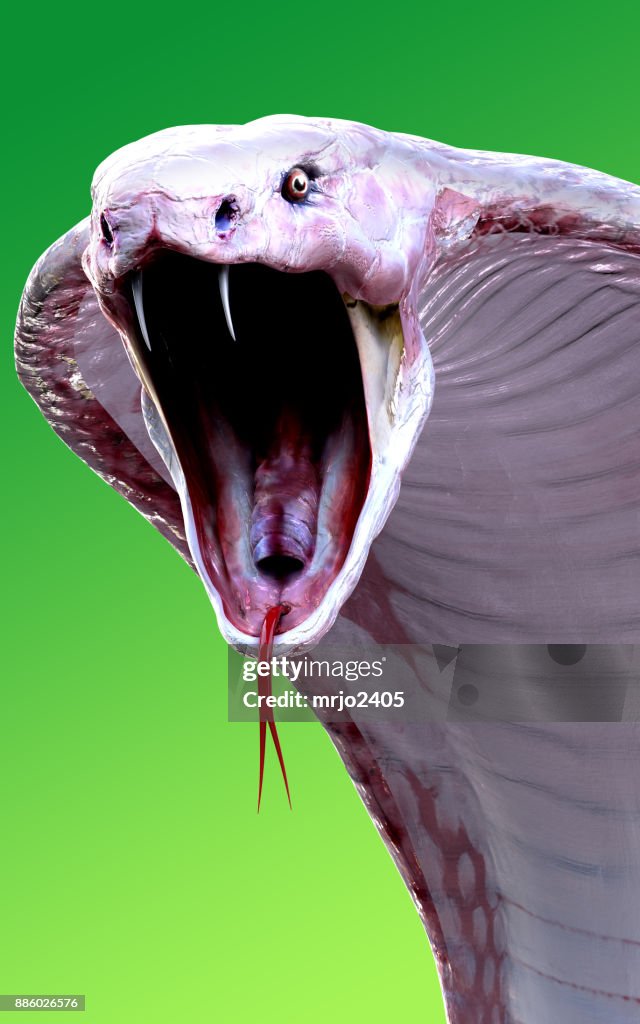 Albino king cobra snake