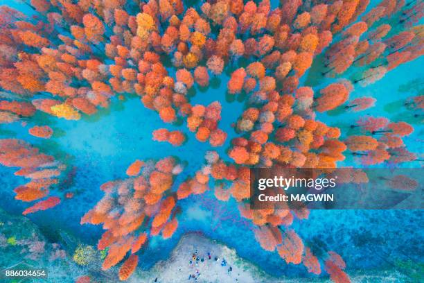 aerial drone view with fir tree fall foliage lining the waters edge a tranquil reflection on the lake,china - oranges overhead stock pictures, royalty-free photos & images